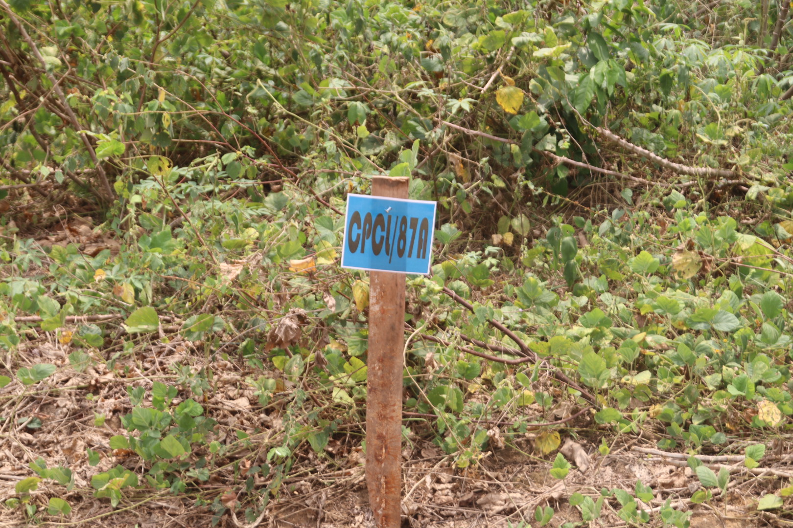 Eastlake Allocation Event